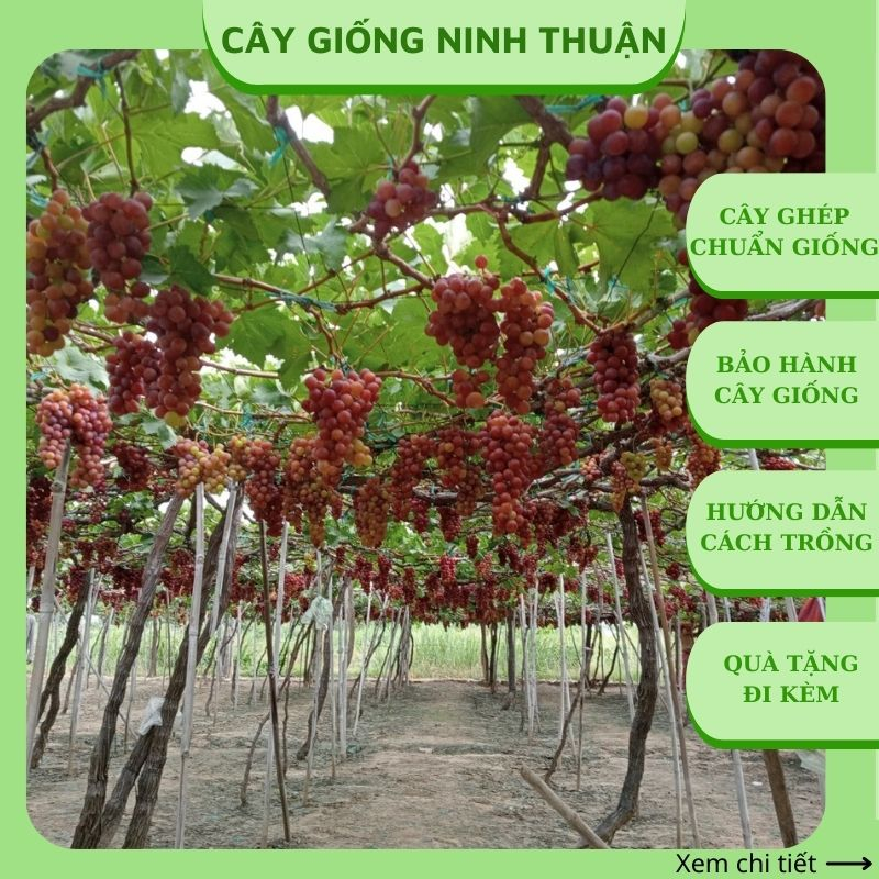 Cây nho giống Đỏ leo giàn trồng chậu thùng xốp Ninh Thuận ND01