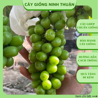 Cây nho giống Mẫu Đơn Sữa Nhật Bản không hạt leo giàn ND05
