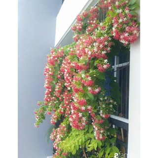 Cây giống hoa giun/hoa sử quân tử
