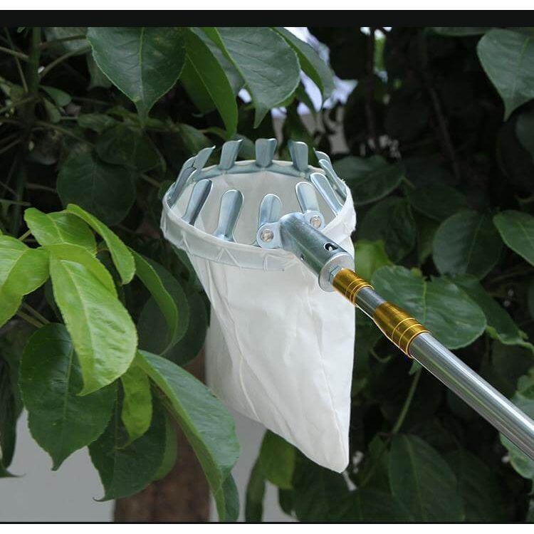 Dụng cụ hái trái cây trên cao, Vợt hái quả.