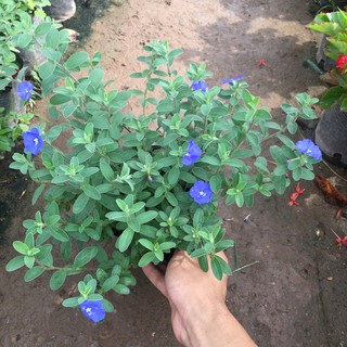 Chậu nhỏ hoa thanh tú