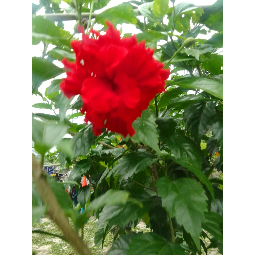 5 Hom giống râm bụt đỏ như hình