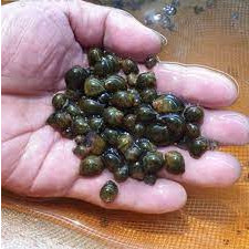 Ốc Bưu Đen ( Ốc Nhồi ) 100 con giống tặng 10 con bằng đầu ngón tay út