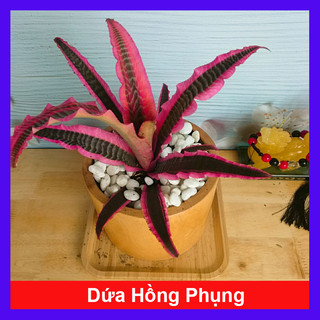 Cây Dứa Hồng Phụng - cây dứa cảnh để bàn trang trí nhà cửa