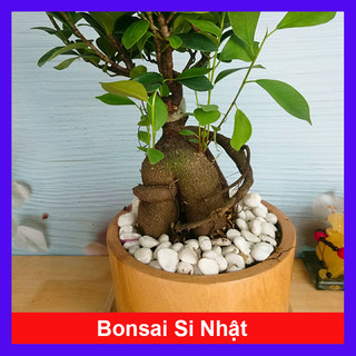 Cây Bonsai Si Nhật - cây cảnh bonsai