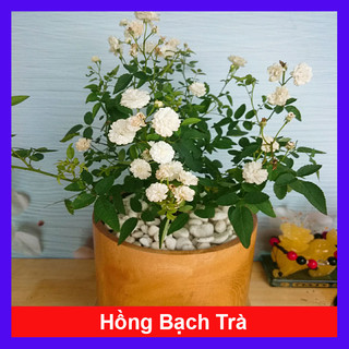 Cây Hồng Bạch Trà - cây cảnh để bàn