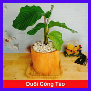 Cây đuôi công táo - cây cảnh để bàn