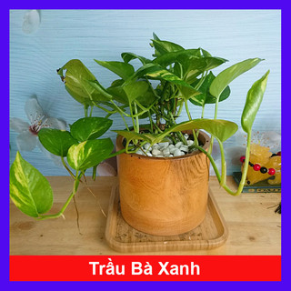 Cây trầu bà xanh - cây cảnh mini