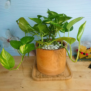 Cây trầu bà xanh - cây cảnh mini