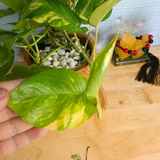 Cây trầu bà xanh - cây cảnh mini