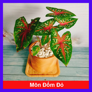 Cây môn đốm đỏ - Cây cảnh để bàn