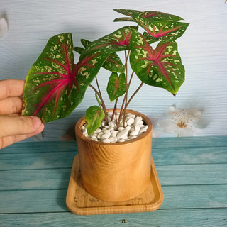 Cây môn đốm đỏ - Cây cảnh để bàn