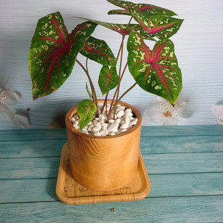 Cây môn đốm đỏ - Cây cảnh để bàn
