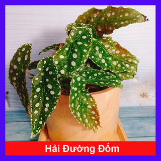 Cây Hải Đường Đốm - Begonia Maculata - cây cảnh để bàn