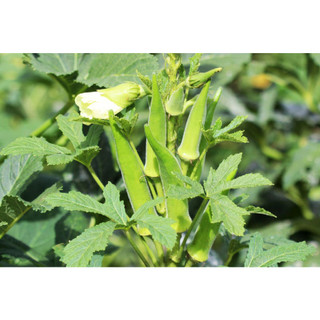 Đậu bắp Miền Tây 50g