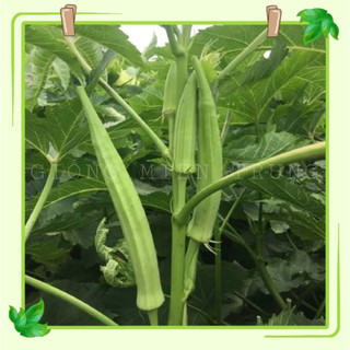 Đậu bắp Miền Tây 50g
