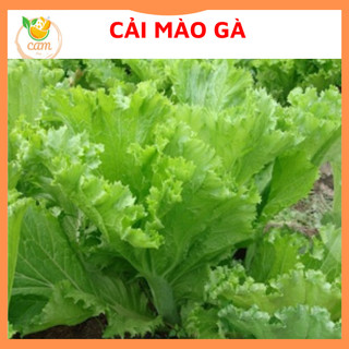 Hạt giống rau cải bẹ mào gà 20gram, cải bẹ mào gà hạt giống chuẩn tỷ lệ nảy mầm cao