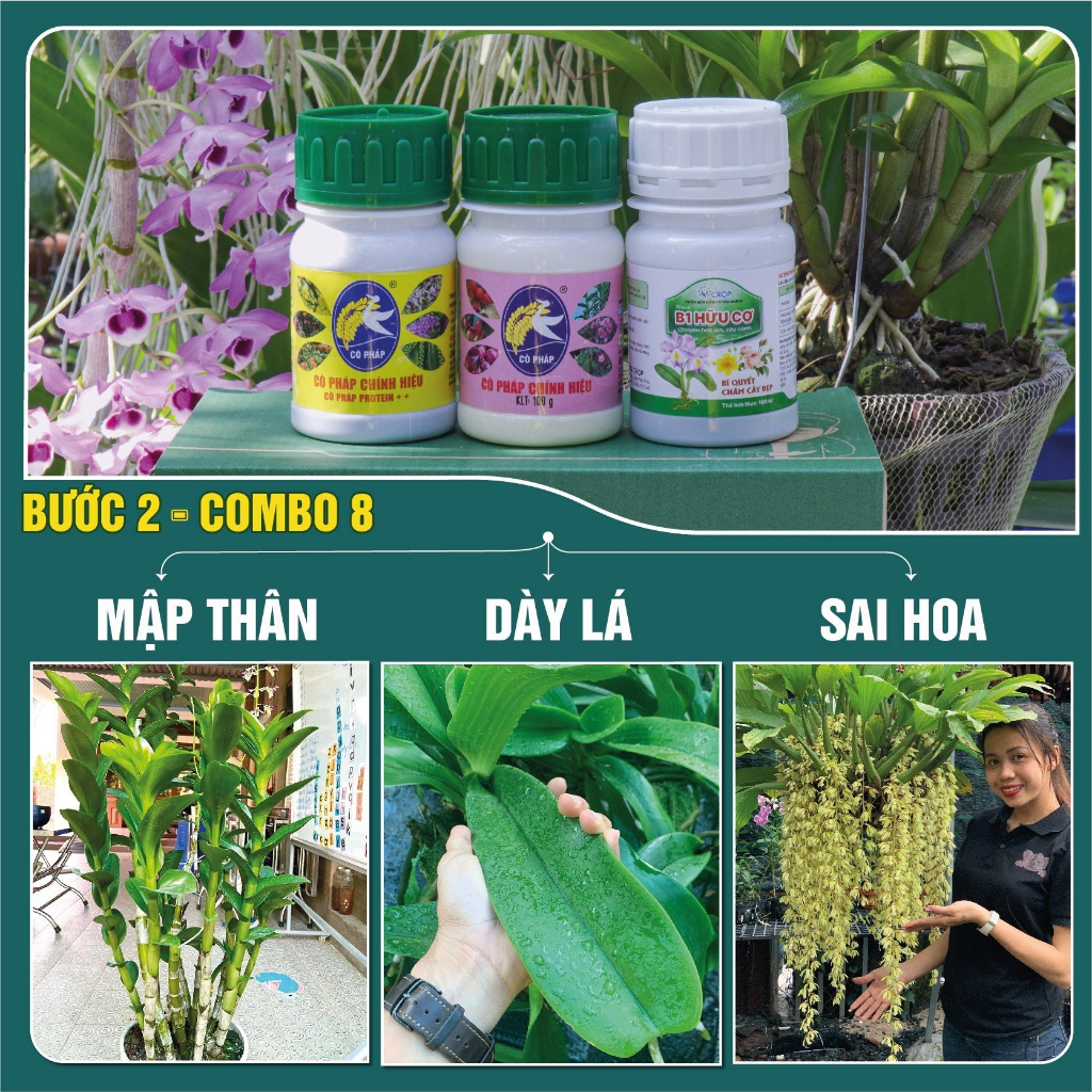 Phân Bón Combo8 - Dinh Dưỡng Chính Bước 2 Size Lớn: Giúp Cây Trưởng Thành Ra Hoa, Hoa Lâu Tàn Cho Lan, Hồng & Cây Cảnh