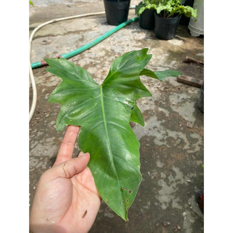 Trầu bà Rồng Vàng Philodendron Golden Dragon