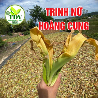 500gam Trinh nữ hoàng cung