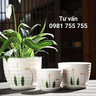 Chậu trồng cây miệng 17cm_chậu sứ kèm đĩa cao cấp