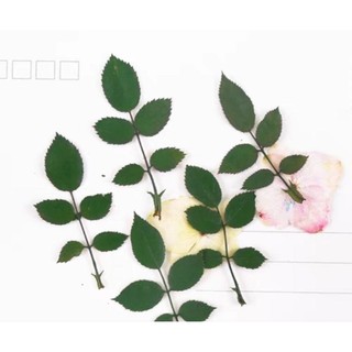 Set lá hoa hồng ép khô handmade size 5.5 - 10cm làm resin, diy