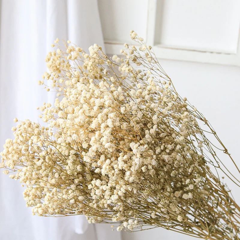Hoa Breath Flowers-Hoa Baby Khô Màu Trắng Kem Vintage