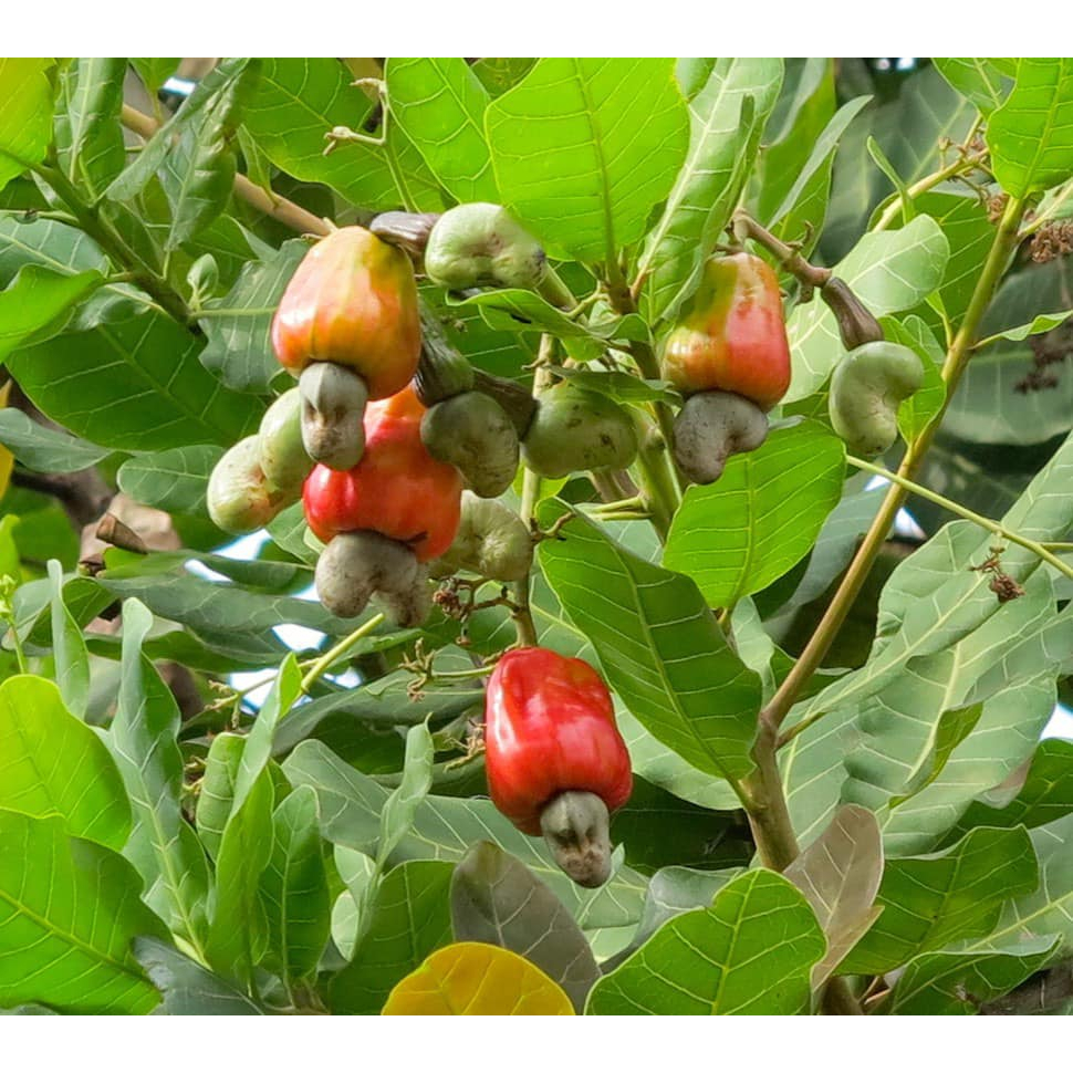 Hạt Điều Nhân Trắng Hữu Cơ Truecoop