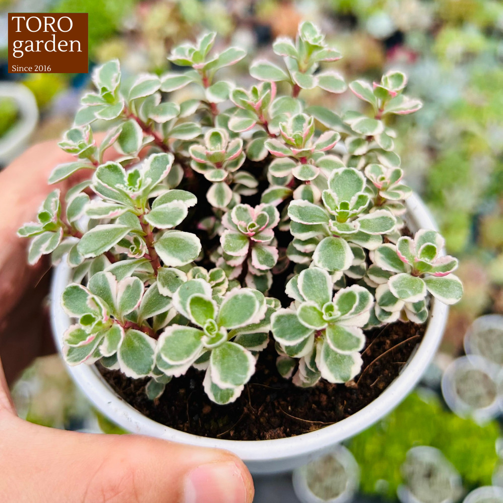 Sen đá huyết long var Đà Lạt size trung bình, cây cảnh trang trí nhà cửa Toro garden