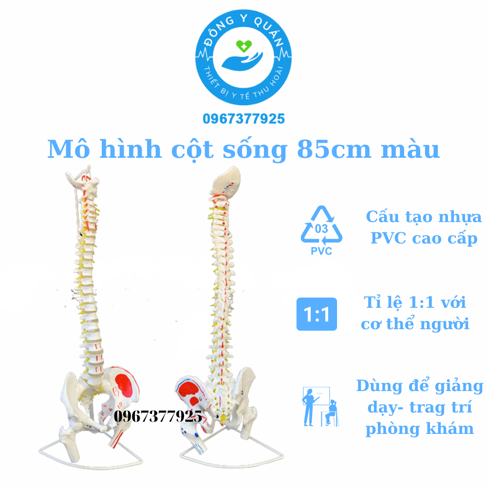 Mô hình xương cột sống 85cm PVC cao cấp- 2 màu mô phỏng các nhóm cơ- Tỉ lệ 1:1 với cơ thể người