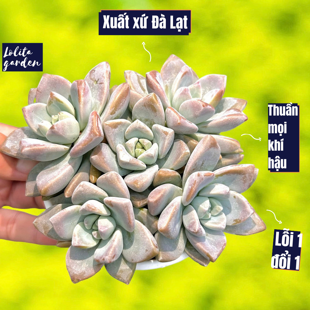 Sen đá pink gem Đà Lạt size trung bình cây cảnh trang trí nhà cửa Lolita garden