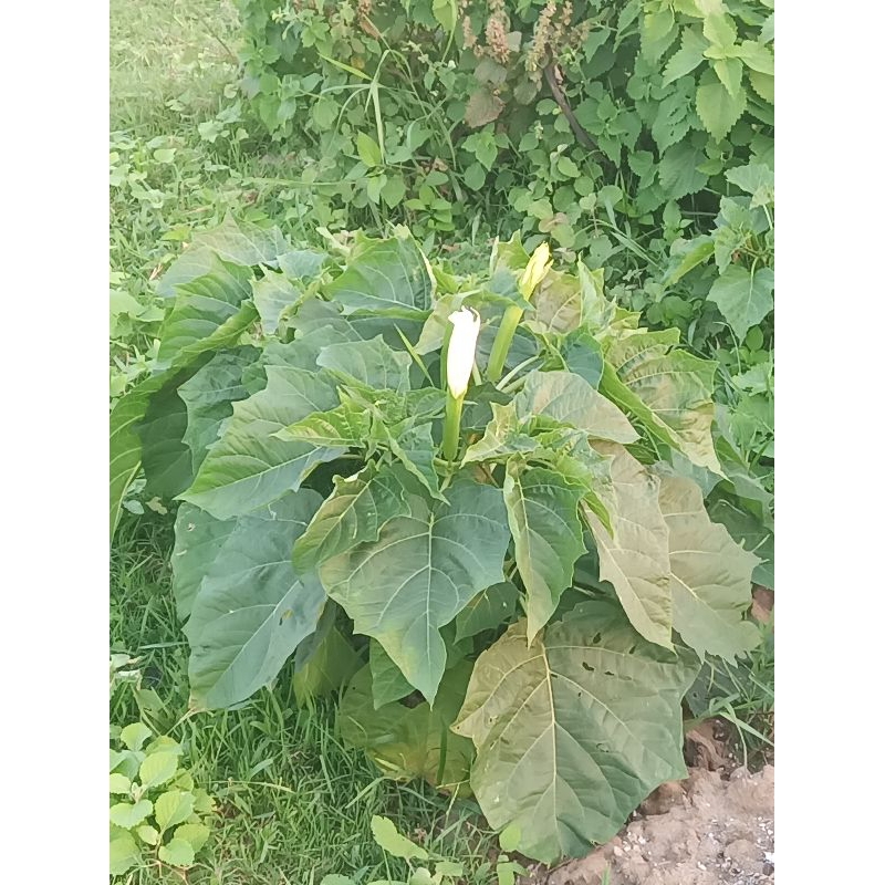 Cây Cỏ Vòi Voi Khô 01KG