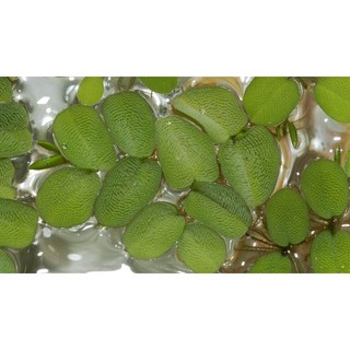 Bèo tai chuột thủy sinh
