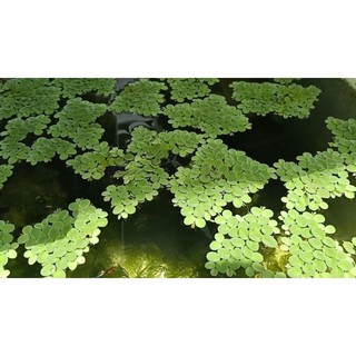 Bèo tai chuột thủy sinh
