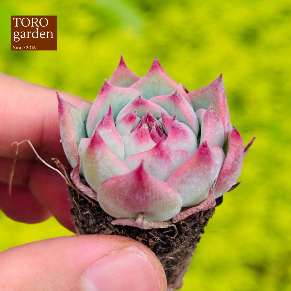 Sen đá bánh bao Đà Lạt size mini cây cảnh trang trí nhà cửa Toro garden