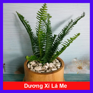 Cây Dương Xỉ Lá Me - Trồng Ban Công Sân Vườn, Trồng Tiểu Cảnh chịu nắng tốt dễ chăm sóc
