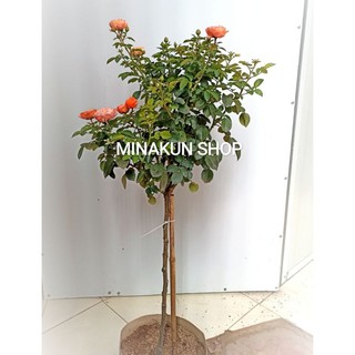 Tree Tezza thân gỗ cam MinaKun