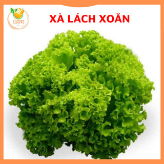 Hạt giống rau xà lách xoăn, hạt giống chuẩn tỷ lệ nảy mầm cao
