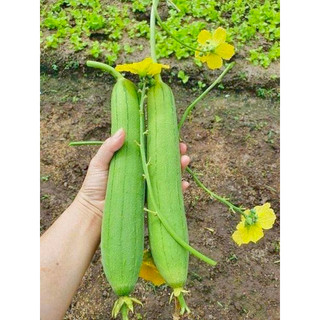 1 lạng hạt giống mướp hương thơm