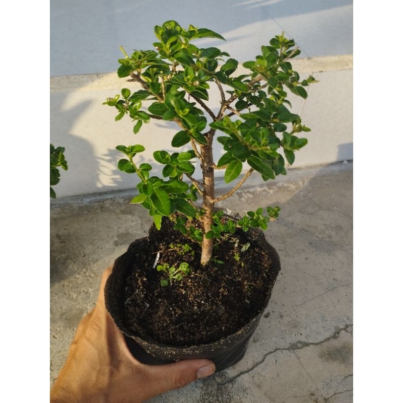 Sam huơng đài loan(combo 3 chậu như hình)