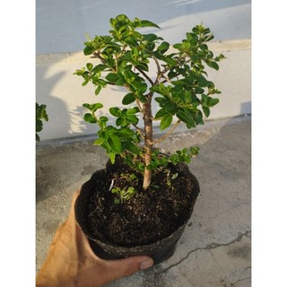 Sam huơng đài loan