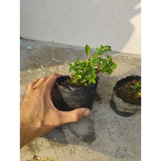 Sam huơng đài loan(combo 3 chậu như hình)