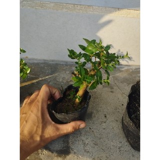 Sam huơng đài loan(combo 3 chậu như hình)