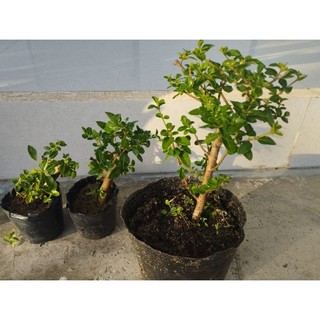 Sam huơng đài loan(combo 3 chậu như hình)