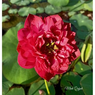 Củ sen Bát Trân Hồng