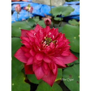 Củ sen Bát Trân Hồng