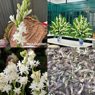 10 củ hoa huệ trắng ta kép hoa thơm Ngagarden