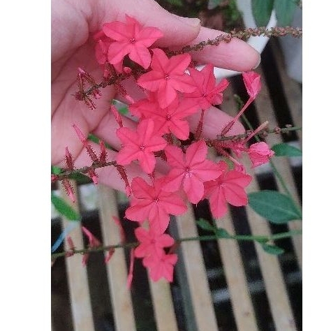 sét 3 cây Xích hoa xà ( đuôi công hoa đỏ)