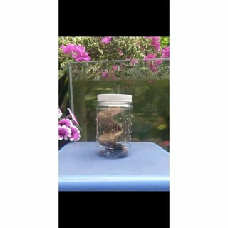 150 CON DUBIA SIZE SIÊU BABY (0,4-0,7cm)