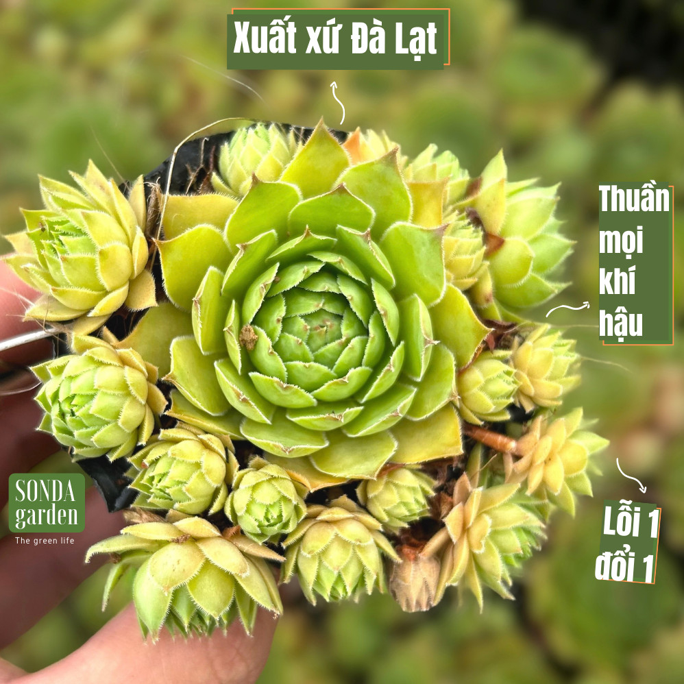 Sen đá phật bà SONDA GARDEN size bé 5-8cm, cây cảnh trang trí nhà cửa,